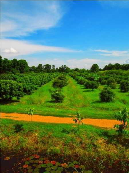 Therdthai Farm Boutique Hotel Sukhothai Ngoại thất bức ảnh